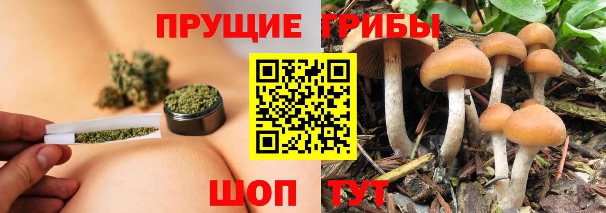 закладки  Соликамск  Псилоцибиновые грибы Cubensis  Псилоцибиновые грибы Cubensis 